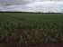 Fazenda plantando soja 2.400 hectares